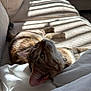 Cinnamon joined the competition — help win amazing prizes! bedding, cat, close_up, collar, couch, cozy, fur, indoor, nap, paws, pet, portrait, relaxing, shadow_stripes, sofa, striped_pattern, sunlight, tabby_cat, warm_light, whiskers