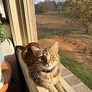 Cinnamon is registered to the contest to win money with this photo: brick, cat, collar, cozy, daylight, eyes, fur, home_interior, indoor, looking_up, pet, plant, portrait, relaxed, sitting, sunlight, tabby_cat, whiskers, window_screen, windowsill