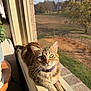 brick, cat, collar, cozy, daylight, eyes, fur, home_interior, indoor, looking_up, pet, plant, portrait, relaxed, sitting, sunlight, tabby_cat, whiskers, window_screen, windowsill