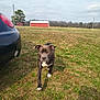 Ryder is registered to the contest to win money with this photo: dog, pitbull, canine, pet, grass, field, red_barn, car, rural, sky, clouds, trees, hay_bales, trailer, collar, walking, front_paw, portrait, shadow, outdoors