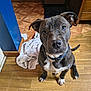 dog, puppy, pitbull, sitting, hardwood_floor, towel, collar, looking_up, indoor, big_eyes, ears, nose, paws, flooring, crate, furniture, home, blue_wall, portrait, cute