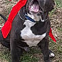 Ryder is registered to the contest to win money with this photo: dog, pitbull, pet, outdoor, grass, red_bow, ribbon, sitting, excited, open_mouth, tongue, paws, white_chest, collar, leash, happy, playful, close_up, ears, mouth_open