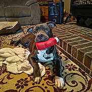 Ryder is registered to the contest to win money with this photo: dog, indoor, carpet, toy, bow_tie, pet, playful, animal, home, heater, furniture, blanket, living_room, paw, cute, relaxed, brown, white, decor, floor