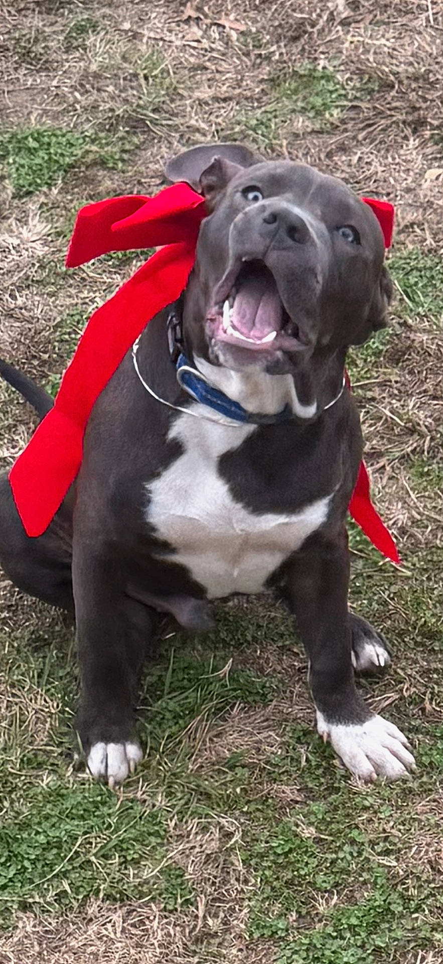 animal, closeup, collar, dog, energetic, excited, grass, happy, open_mouth, outdoors, paws, pet, playful, portrait, red_bow, ribbon, sitting, teeth, tongue_out, white_markings