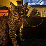 Canelo is registered to the contest to win money with this photo: animal, cable, can, cat, closeup, curious, dressed_room, ears, eyes, furniture, indoor, pet, photo_frame, quilted_blanket, tabby, television, tongue_out, water_bottle, whiskers, wooden_furniture