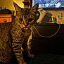 animal, cable, can, cat, closeup, curious, dressed_room, ears, eyes, furniture, indoor, pet, photo_frame, quilted_blanket, tabby, television, tongue_out, water_bottle, whiskers, wooden_furniture