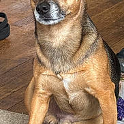 Jager joined the competition — help win amazing prizes! alert, animal, black_fur, brown_fur, canine, carpet, companion, dog, domestic, ears, eyes, face, fur, indoor, nail, paw, pet, sitting, snout, wooden_floor