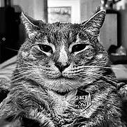 Gary joined the competition — help win amazing prizes! animal, black_and_white, calm, cat, close_up, collar, confident, domestic_cat, ears, eyes, face, feline, fur, indoor, looking_at_camera, nose, pet, portrait, tag, whiskers