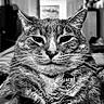 animal, black_and_white, calm, cat, close_up, collar, confident, domestic_cat, ears, eyes, face, feline, fur, indoor, looking_at_camera, nose, pet, portrait, tag, whiskers