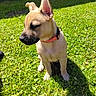 animal, canine, collar, cute, daylight, dog, ears, fur, grass, greenery, nature, outdoor, pet, playful, puppy, shadow, sitting, snout, sunlight, young_dog