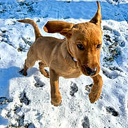 Rusty is registered to the contest to win money with this photo: active, animal, brown, canine, daylight, dog, ears, fur, grass, happy, jumping, nature, outdoor, pet, playful, puppy, snow, sunlight, winter, young