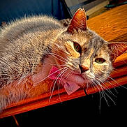 Bethany is registered to the contest to win money with this photo: animal, cat, closeup, collar, cute, domestic, ears, feline, fur, household, indoor, pet, portrait, relaxed, resting, sunlight, table, warm_lighting, whiskers, wooden_surface