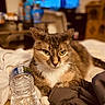 Bethany is registered to the contest to win money with this photo: animal, bed, blanket, blurred_background, cat, comfortable, cozy, domestic, feline, fur, furniture, home, indoor, living_room, pet, relaxed, resting, tabby_cat, water_bottle, white_paws