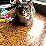 Bethany joined the competition — help win amazing prizes! animal, books, brown, cat, cozy, domestic, feline, fur, gray, indoor, looking_at_camera, natural_light, pet, sitting, snacks, sunlight, tabby_cat, white, window, wooden_table
