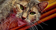 Bethany is registered to the contest to win money with this photo: animal, background, cat, close_up, curious, domestic_animal, ears, feline, fur, gray_tabby, green_eyes, head, indoor, looking, pet, portrait, resting, soft_light, whiskers, wooden_surface
