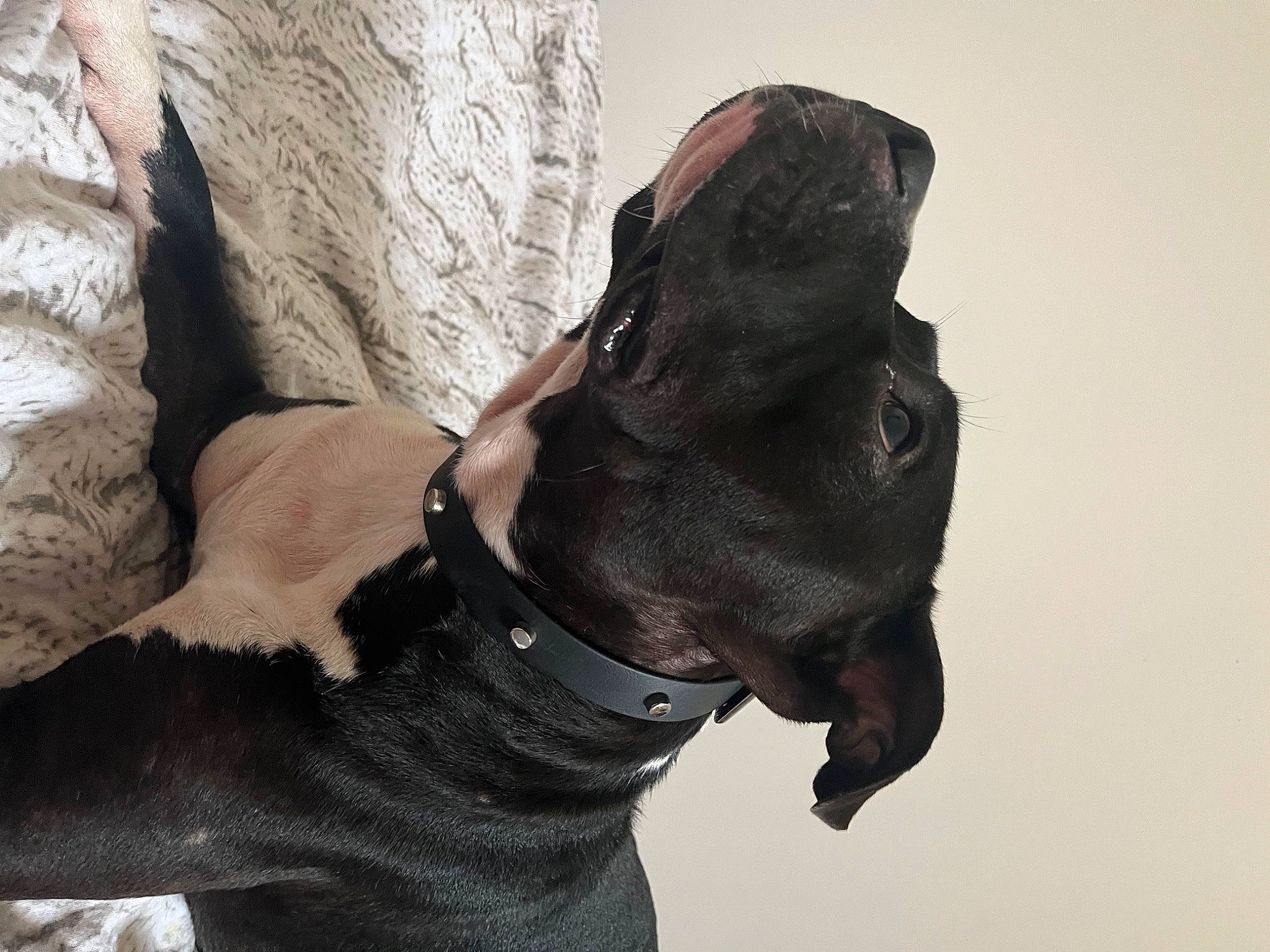 Tito a rejoint le concours — aidez-le/la à gagner de superbes lots ! adventure, art, canidae, carnivore, climbing, collar, dog, dog_breed, dog_collar, fashion_accessory, fawn, gesture, liver, personal_protective_equipment, rock, snout, sporting_group, working_animal, wrinkle, wrist