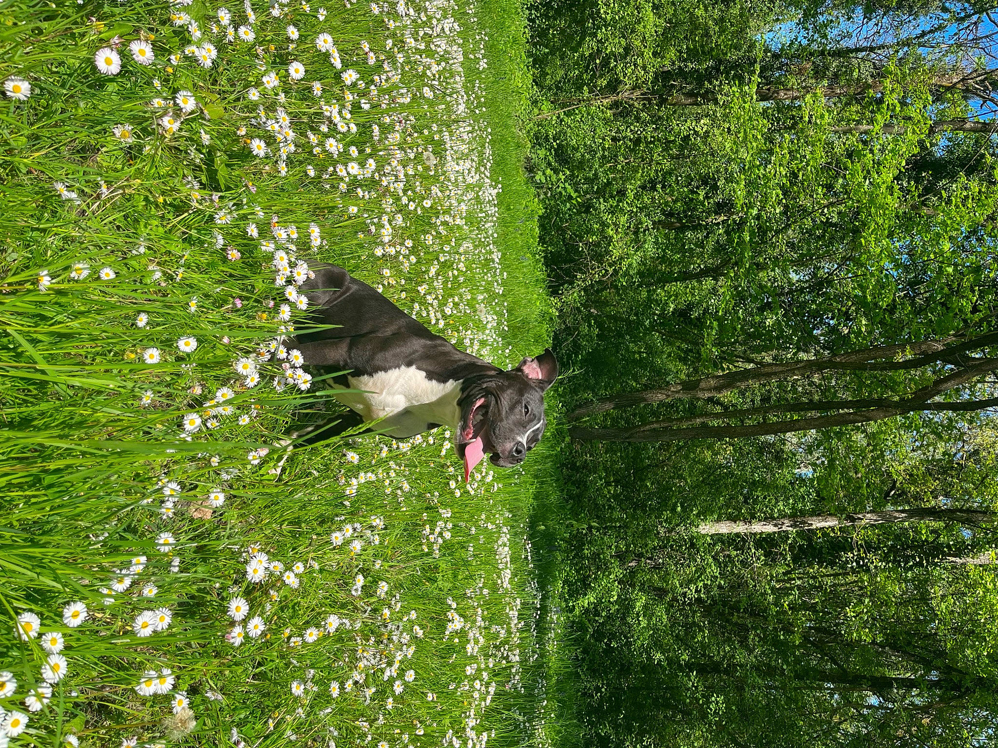 Tito a rejoint le concours — aidez-le/la à gagner de superbes lots ! beak, biome, bird, flower, flowering_plant, grass, grass_family, grassland, green, groundcover, natural_landscape, pasture, people_in_nature, plant, shrub, tail, tree, trunk, wing, woody_plant