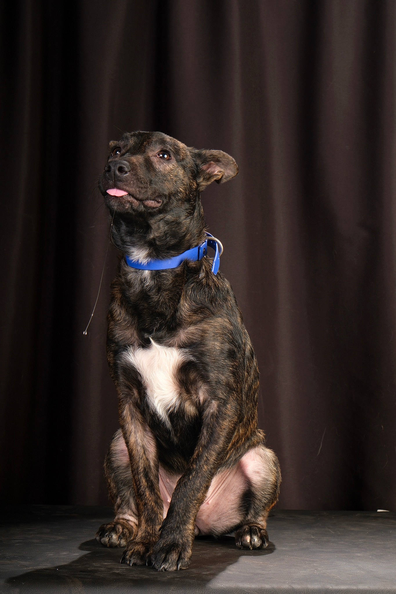 Sola a rejoint le concours — aidez-le/la à gagner de superbes lots ! canidae, carnivore, collar, companion_dog, darkness, dog, dog_breed, dog_collar, electric_blue, fawn, fur, hunting_dog, law_enforcement, non_sporting_group, snout, sporting_group, tail, whiskers, working_animal, working_dog