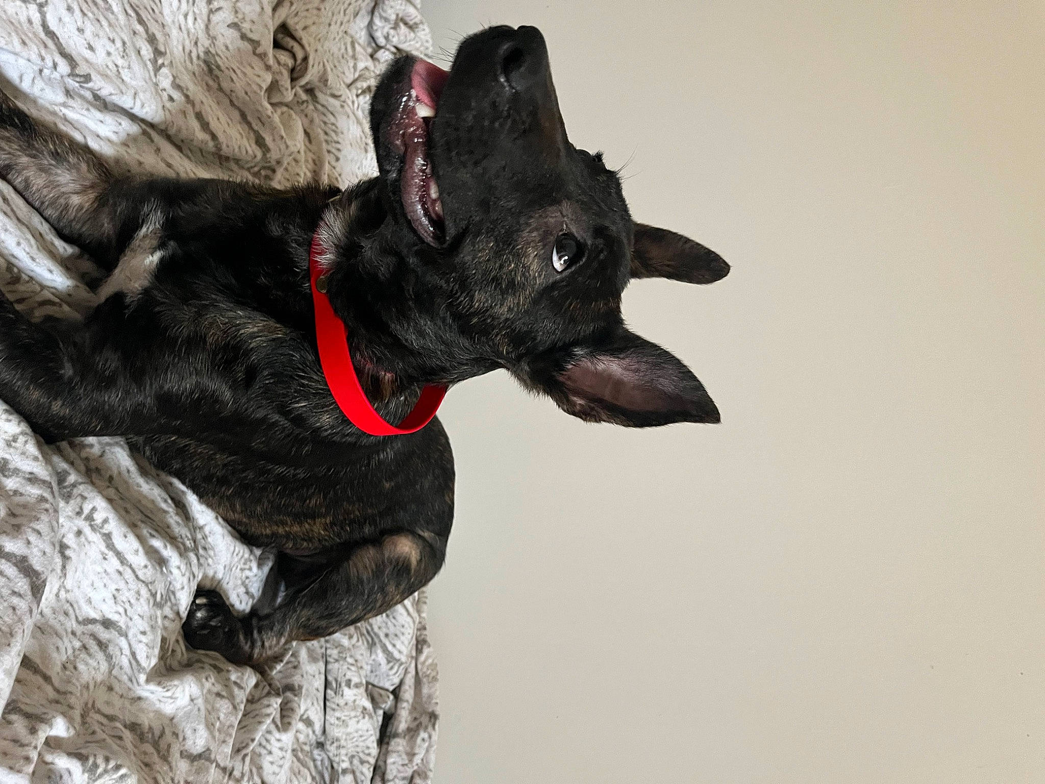 Sola participe au concours pour gagner de l'argent avec cette photo : canidae, carmine, carnivore, collar, companion_dog, dog, dog_breed, dog_collar, dog_supply, fur, non_sporting_group, snout, sporting_group, whiskers, working_animal