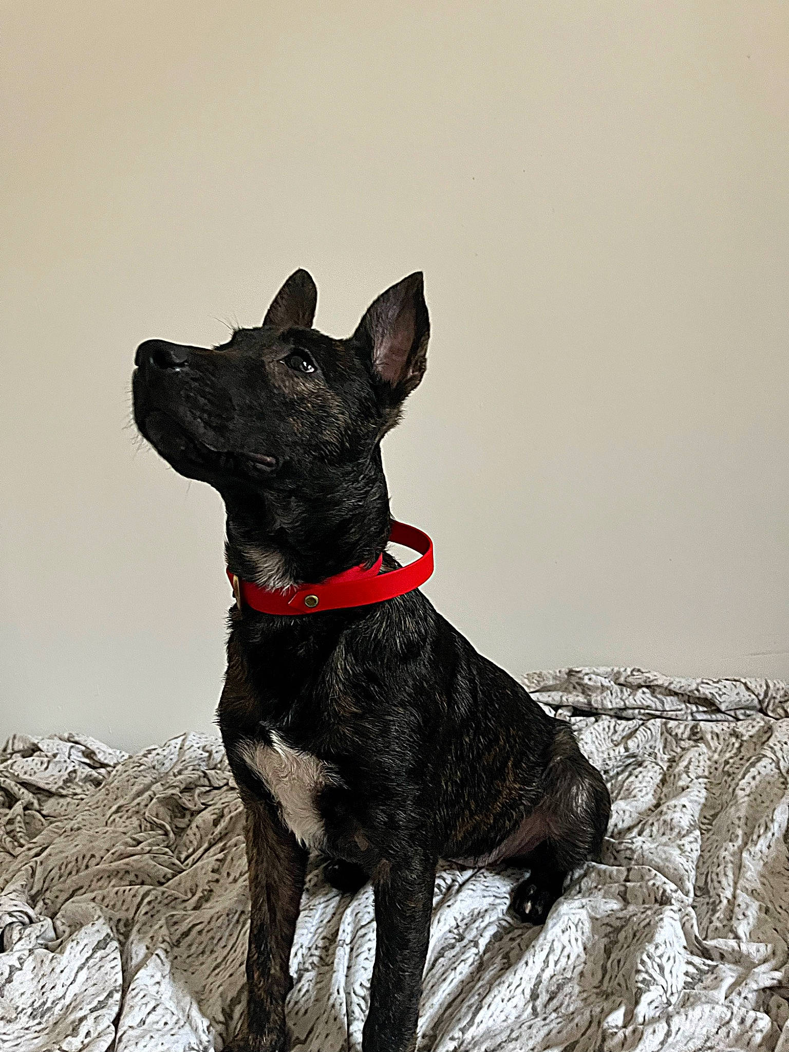 Sola a rejoint le concours — aidez-le/la à gagner de superbes lots ! art, canis_panther, carmine, carnivore, collar, companion_dog, dog, dog_breed, dog_collar, dog_supply, drawing, fawn, guard_dog, liver, monochrome, monochrome_photography, snout, sporting_group, tail, working_animal