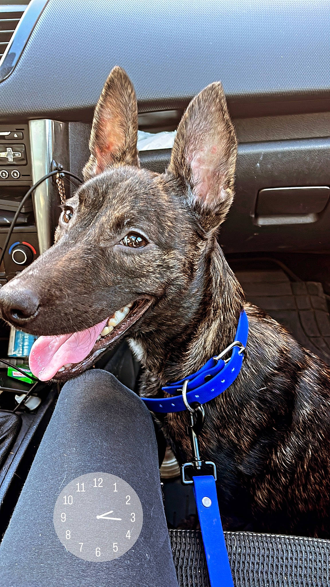 Sola participe au concours pour gagner de l'argent avec cette photo : canidae, carnivore, collar, companion_dog, dog, dog_breed, dog_collar, dog_supply, electric_blue, giant_dog_breed, guard_dog, herding_dog, liver, metal, non_sporting_group, snout, sporting_group, whiskers, working_animal, working_dog