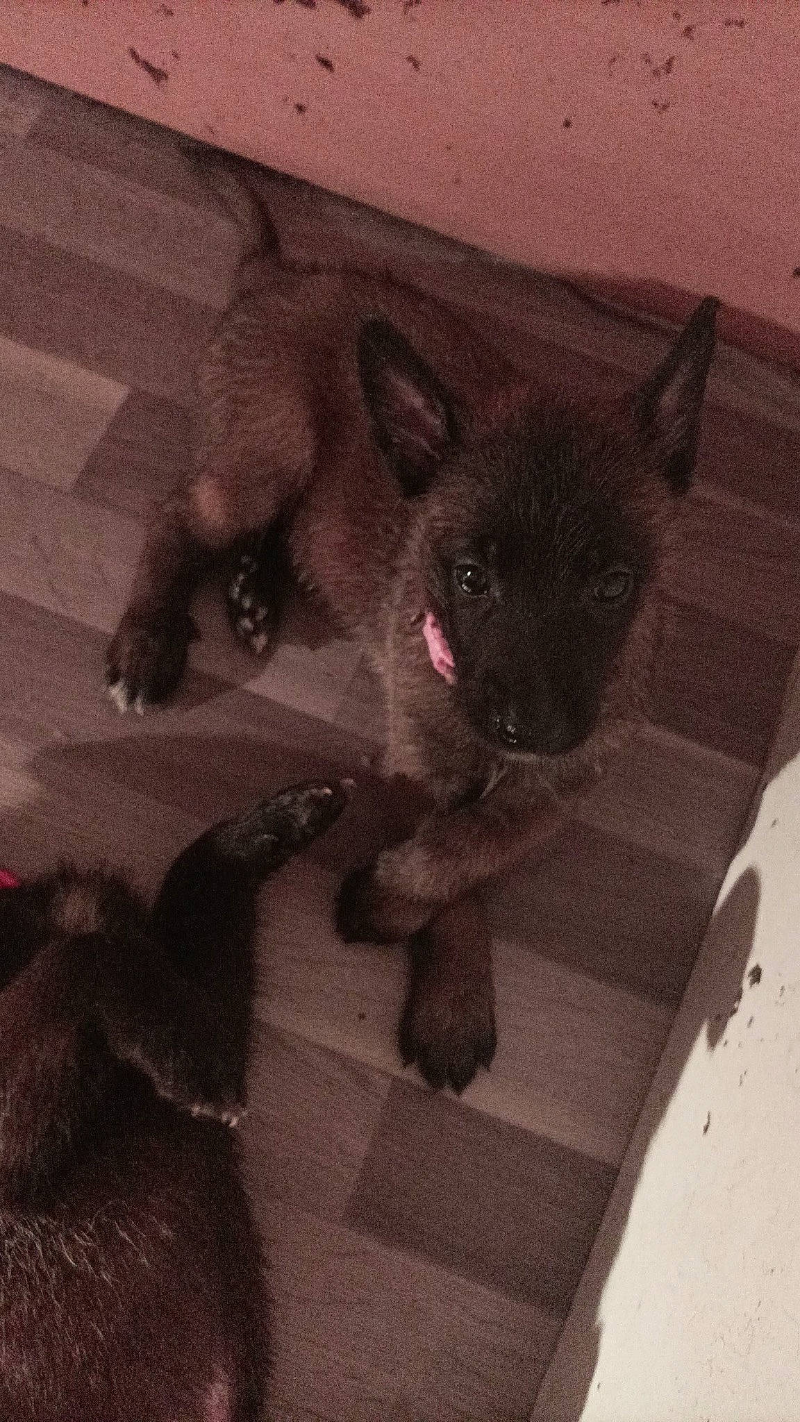 Mayla a rejoint le concours — aidez-le/la à gagner de superbes lots ! black_cat, canidae, carnivore, cat, claw, comfort, dog_breed, domestic_short_haired_cat, fawn, felidae, flooring, foot, fur, grey, paw, small_to_medium_sized_cats, tail, terrestrial_animal, vertebrate, whiskers