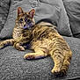 Ash joined the competition — help win amazing prizes! cat, tabby, feline, pet, couch, gray, relaxed, indoor, fur, whiskers, ears, paws, animal, domestic, cute, mammal, portrait, resting, cozy, comfortable