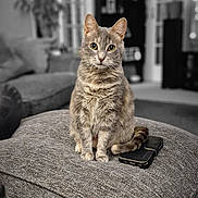 Ash is registered to the contest to win money with this photo: cat, pet, feline, indoor, living_room, ottoman, phone_case, curious, fur, seated, cozy, home, domestic_animal, whiskers, ears, eyes, tail, soft_texture, furniture, blurry_background