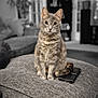 cat, pet, feline, indoor, living_room, ottoman, phone_case, curious, fur, seated, cozy, home, domestic_animal, whiskers, ears, eyes, tail, soft_texture, furniture, blurry_background