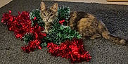 Ash is registered to the contest to win money with this photo: cat, tinsel, holiday_decorations, gray_carpet, festive, indoor, pet, animal, curious, christmas, red, green, feline, domestic_cat, decor, playful, cozy, small_animal, fur, whiskers