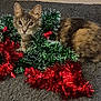 cat, tinsel, holiday_decorations, gray_carpet, festive, indoor, pet, animal, curious, christmas, red, green, feline, domestic_cat, decor, playful, cozy, small_animal, fur, whiskers