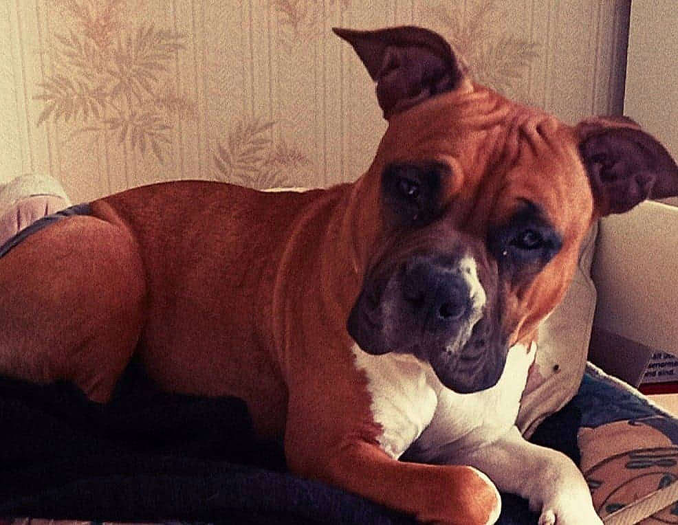 Oxanna participe au concours pour gagner de l'argent avec cette photo : boxer, canidae, carnivore, companion_dog, dog, dog_breed, ear, fawn, furniture, mammal, non_sporting_group, puppy, puppy_love, snout, sporting_group, valley_bulldog, vertebrate