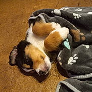 Sam joined the competition — help win amazing prizes! puppy, dog, sleeping, blanket, paw_prints, cozy, fur, brown, white, black, cute, snuggled, nap, floor, animal, pet, domestic_animal, soft, rest, young