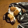 puppy, dog, sleeping, blanket, paw_prints, cozy, fur, brown, white, black, cute, snuggled, nap, floor, animal, pet, domestic_animal, soft, rest, young
