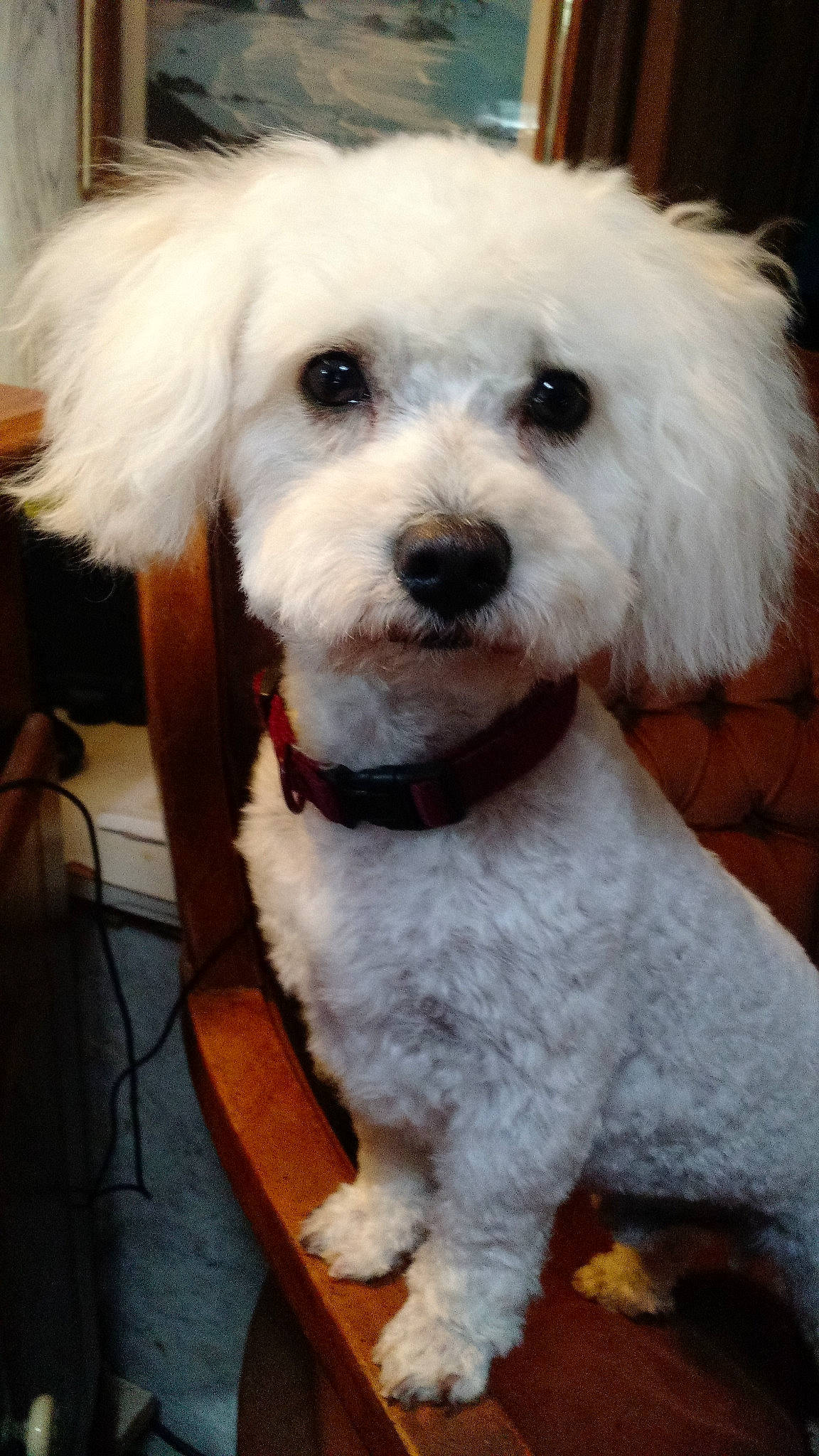 Blanco is registered to the contest to win money with this photo: bichon, bichon_frise, bolognese, bolonka, carnivoran, cavachon, companion_dog, dog, dog_breed, dog_breed_group, dog_like_mammal, havanese, maltese, miniature_poodle, non_sporting_group, person, poodle_crossbreed, puppy, schnoodle, snout