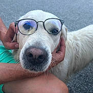 Rubby a rejoint le concours — aidez-le/la à gagner de superbes lots ! animal, car, closeup, companion, curious, cute, dog, eyewear, face, fur, glasses, hands, holding, mans_hand, nose, outdoor, pavement, person, pet, white_dog