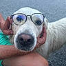animal, car, closeup, companion, curious, cute, dog, eyewear, face, fur, glasses, hands, holding, mans_hand, nose, outdoor, pavement, person, pet, white_dog