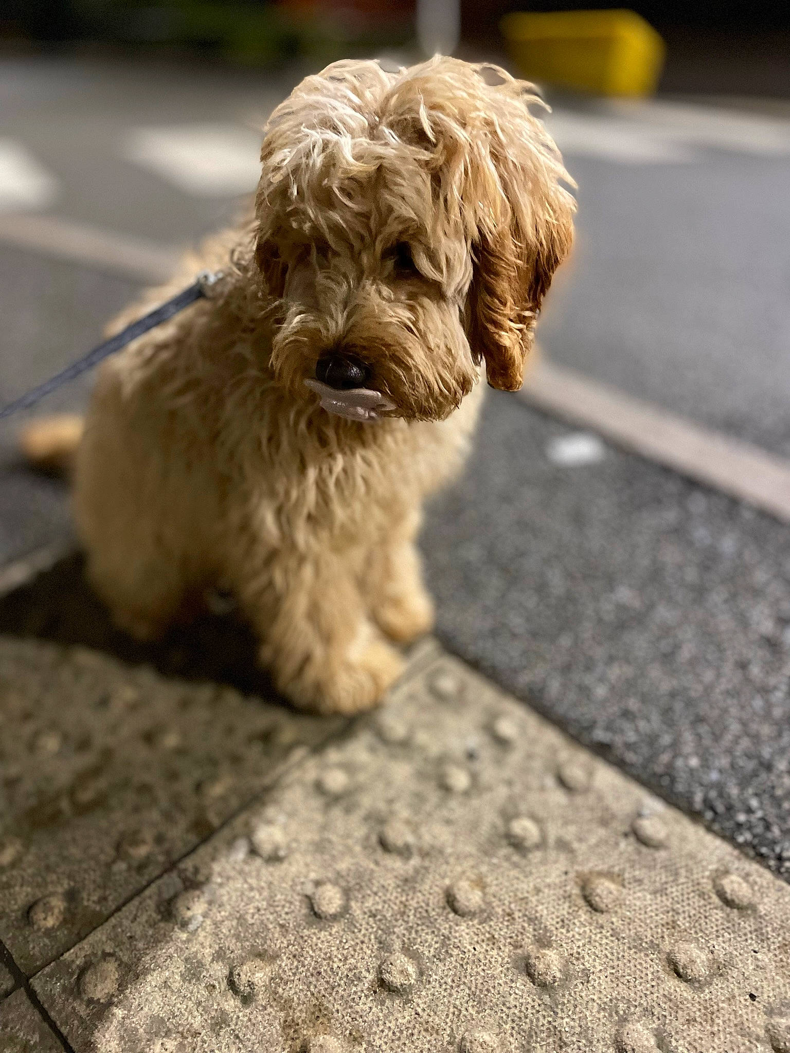 Norah joined the competition — help win amazing prizes! asphalt, canidae, carnivore, companion_dog, dog, dog_breed, flooring, fur, liver, maltepoo, poodle_crossbreed, road_surface, sapsali, shih_poo, small_terrier, terrier, toy_dog, water_dog, wood, working_animal