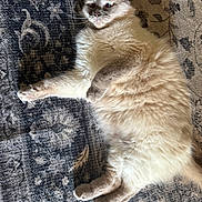 Tofu is registered to the contest to win money with this photo: cat, fluffy, lying_down, carpet, indoor, patterned_rug, pet, feline, fur, wide_eyes, relaxed, domestic_animal, cute, whiskers, paw, resting, animal, soft_light, home, cozy