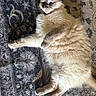 cat, fluffy, lying_down, carpet, indoor, patterned_rug, pet, feline, fur, wide_eyes, relaxed, domestic_animal, cute, whiskers, paw, resting, animal, soft_light, home, cozy
