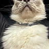 Tofu joined the competition — help win amazing prizes! cat, fluffy, whiskers, fur, pet, animal, close_up, indoor, collar, face, eyes, portrait, cute, feline, soft, domestic_animal, mammal, looking_up, light, shadow