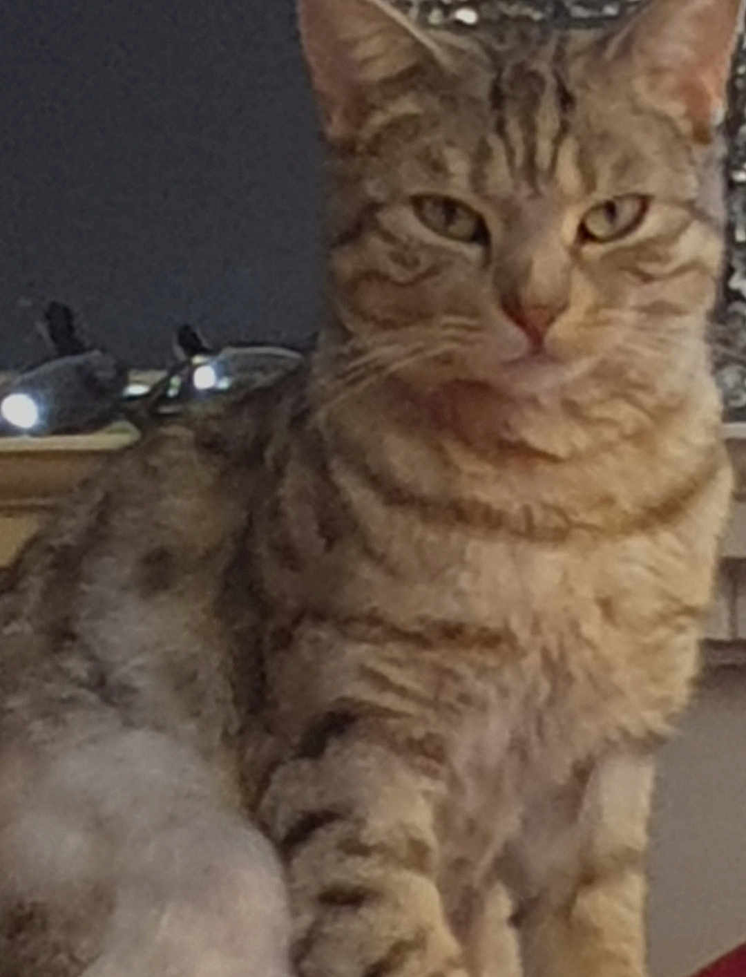 Toffee
