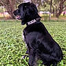 Koda is registered to the contest to win money with this photo: dog, black_dog, collar, grass, outdoor, nature, pet, canine, sitting, side_view, fur, greenery, trees, blurred_background, animal, panting, collar_text, park, leafy_ground, daylight