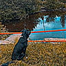 Koda is registered to the contest to win money with this photo: dog, black_dog, water, pond, trees, grass, orange_rail, outdoor, nature, animal, sitting, reflection, sky, clouds, rocks, shrubbery, collar, peaceful, landscape, daytime