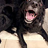 dog, black_dog, white_paws, happy, excited, pet, canine, indoor, floor, tile_floor, curtain, lying_down, mouth_open, tongue_out, fur, animal, companion, domestic, cute, playful