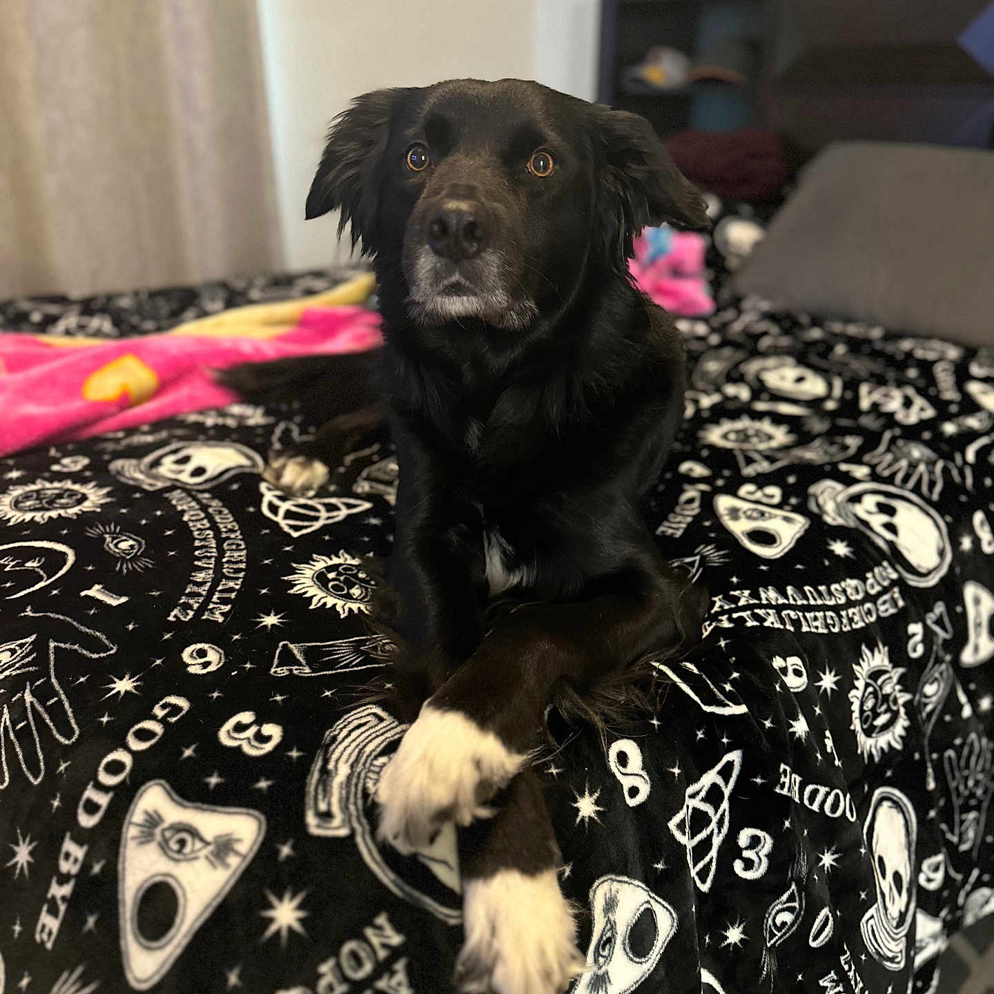 Koda