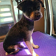 Sam participe au concours pour gagner de l'argent avec cette photo : dog, pet, small_dog, black_dog, tan_markings, purple_surface, indoor, leash, sitting, animal, fur, canine, groomed, looking_away, light, shadow, vehicle_interior, floor, paw, collar