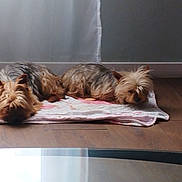 Noucheka a rejoint le concours — aidez-le/la à gagner de superbes lots ! dog, yorkshire_terrier, pet, animal, indoor, blanket, sleeping, resting, wooden_floor, curtain, natural_light, two_animals, cozy, small_dog, fur, ears, companion, quiet, home, relaxation