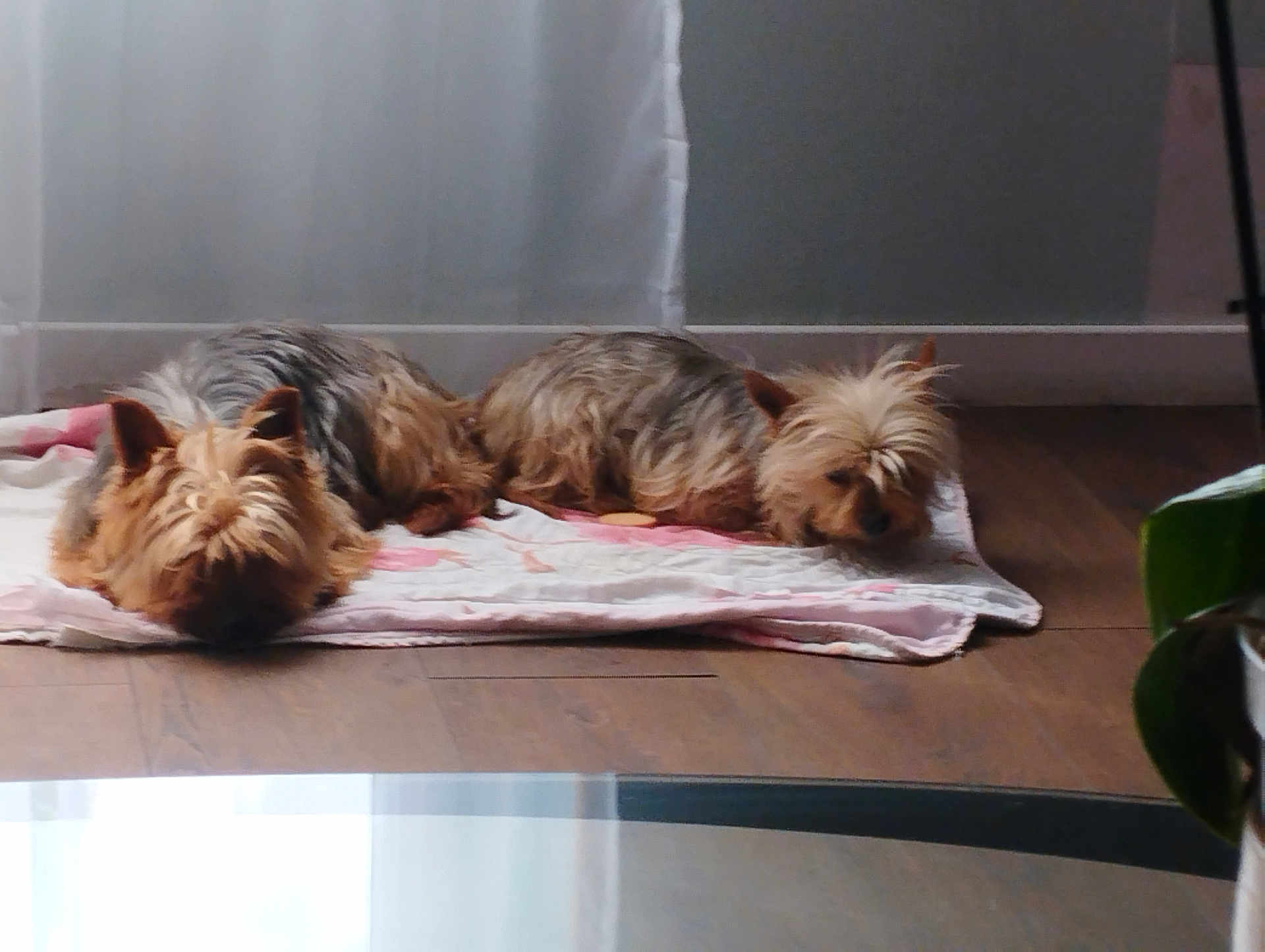 Noucheka a rejoint le concours — aidez-le/la à gagner de superbes lots ! dog, yorkshire_terrier, pet, animal, indoor, blanket, sleeping, resting, wooden_floor, curtain, natural_light, two_animals, cozy, small_dog, fur, ears, companion, quiet, home, relaxation