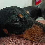 Narnia participe au concours pour gagner de l'argent avec cette photo : dog, close_up, resting, black_and_tan, pet, sleepy, face, fur, snout, ear, texture, cozy, indoor, portrait, animal, muzzle, calm, relaxed, soft_light, couch